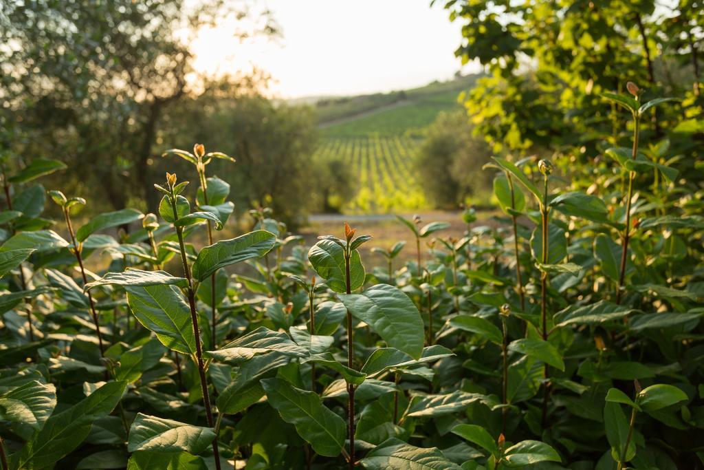 Tenuta Di Monaciano Ponte A Bozzone Bagian luar foto